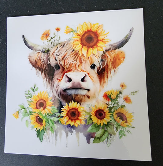 Sunflower Highlander Cow